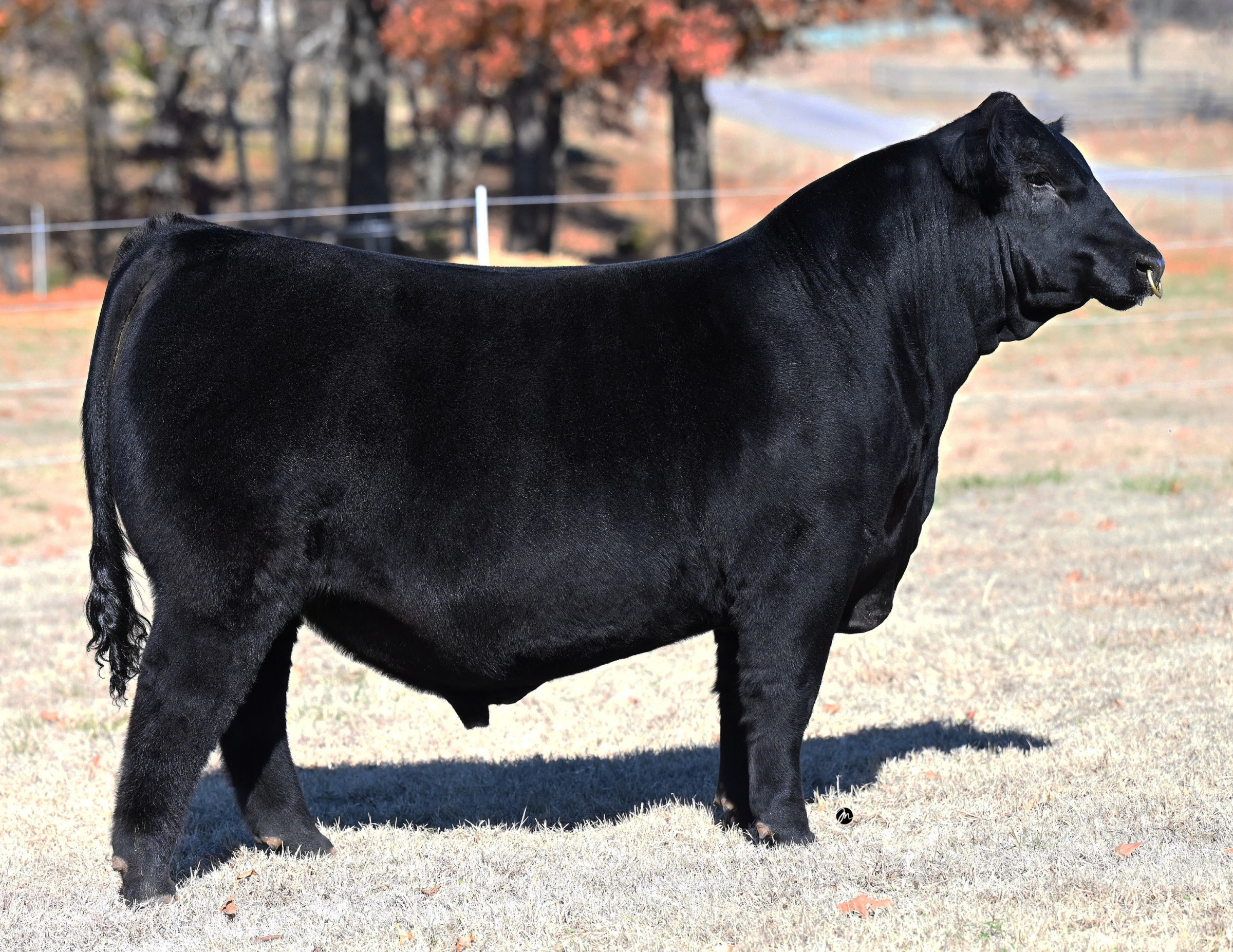 Bushs American Muscle 904