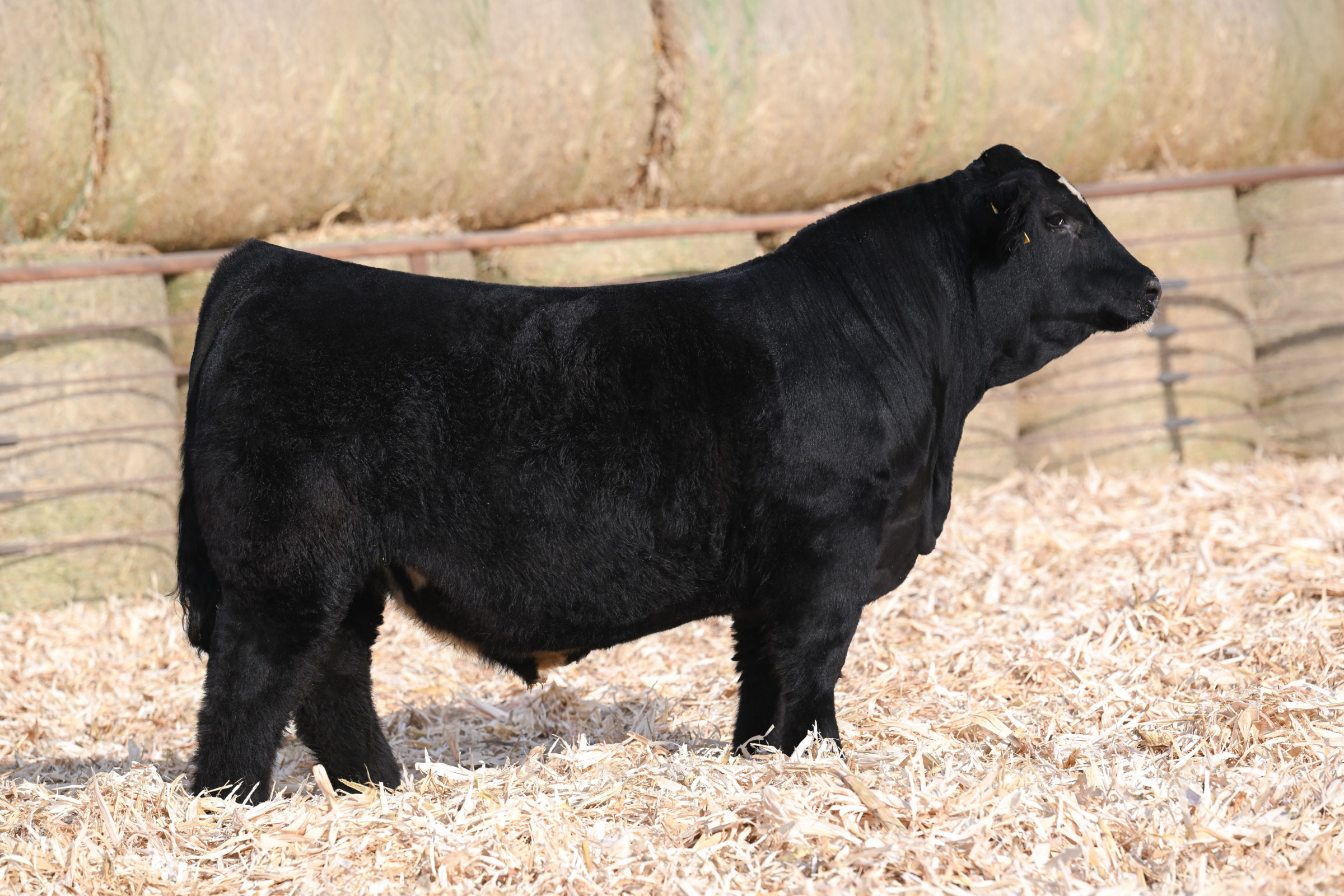 Bushs American Muscle 904